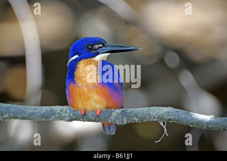 Azure Kingfisher (Alcedo azurea), oiseau très rare, Queensland, Australie Banque D'Images