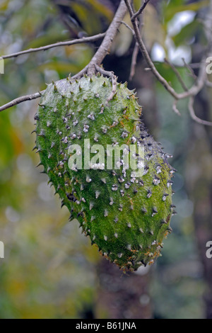 Durian (Durio zibethinus) fruits, sur un arbre, parc national de Daintree, Queensland, Australie Banque D'Images