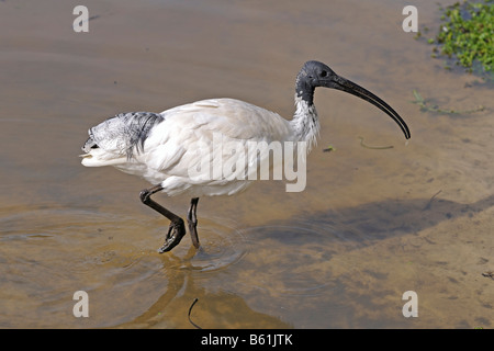 Australian White Ibis (Threskiornis) Moluques, Queensland, Australie Banque D'Images