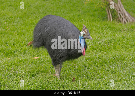 Le sud de Cassowary également connu sous le nom de Double-réorganisation ou Casoar Casoar caronculée deux (Casuarius casuarius) dans un environnement naturel Banque D'Images