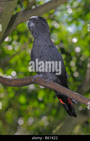 Cacatoès noir à queue rouge également connu sous le nom de la Banque ou- Banksian Cacatoès Noir (Calyptorhynchus banksii), Queensland, Australie Banque D'Images