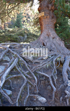 Bischofssitz en forêt d'Aletsch, en Suisse Banque D'Images