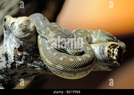Centralian spilota Carpet Python (Morelia bredli), l'Australie Banque D'Images