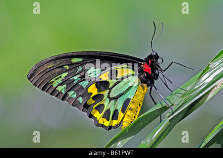 La Cites d'Ornithoptera priamus Cairns (euphorion), homme, Queensland, Australie Banque D'Images