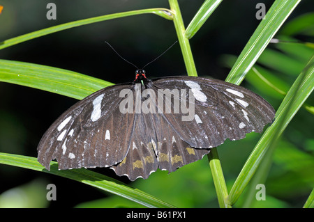 La Cites d'Ornithoptera priamus Cairns (euphorion), femme, Queensland, Australie Banque D'Images