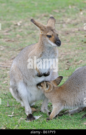 Red-necked Wallaby (Macropus rufogriseus), la mère avec les jeunes, Queensland, Australie Banque D'Images