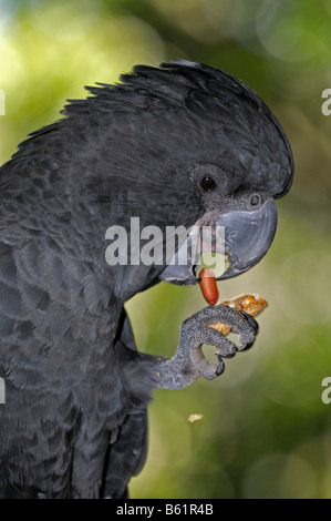 Cacatoès noir à queue rouge (Calyptorhynchus banksii), manger une noix, Queensland, Australie Banque D'Images