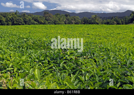 La plantation de thé dans les montagnes du Parc national de Daintree, Queensland, Australie Banque D'Images