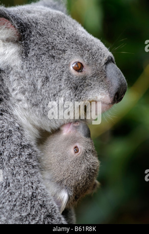 Le Koala (Phascolarctos cinereus) mère avec joey, Queensland, Australie Banque D'Images
