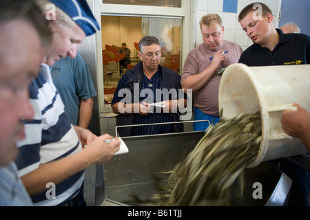 Holland Flevo Urk Fish Anguille vente aux enchères Banque D'Images
