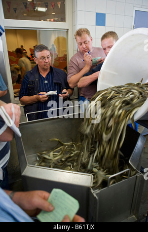 Holland Flevo Urk Fish Anguille vente aux enchères Banque D'Images