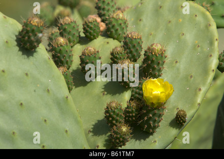 Fig indiennes (cactus Opuntia Opuntia ficus-indica) avec une fleur jaune Banque D'Images