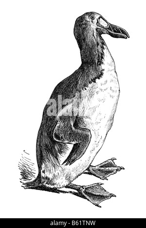 Grand Pingouin (Plautus impennis, Pinguinus impennis), Penguin, garefowl Banque D'Images