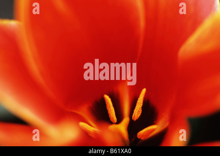 Close-up blossom, Didier's Tulip (Tulipa Gesneriana), Keukenhof, Pays-Bas, Europe Banque D'Images