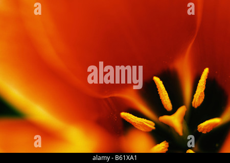 Close-up blossom, Didier's Tulip (Tulipa Gesneriana), Keukenhof, Pays-Bas, Europe Banque D'Images