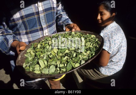 La feuille de coca pour l'utilisation traditionnelle dans un magasin de village Los Yungas Coroico Bolivie Banque D'Images