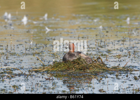 Grèbe castagneux (Tachybaptus ruficollis) sur son nid