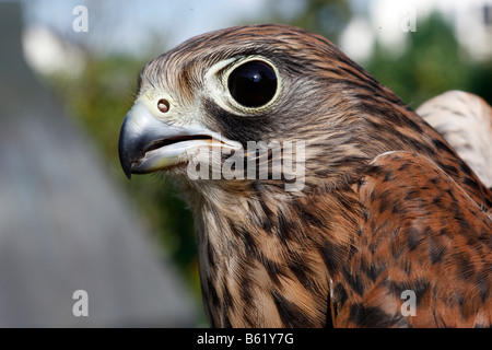 Faucon crécerelle (Falco tinnunculus), portrait Banque D'Images