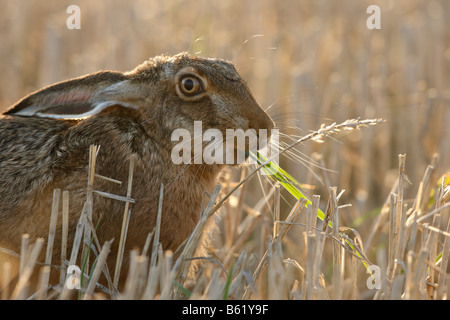 Lièvre européen ou brun (Lepus europaeus) alimentation, Foehr, Schleswig-Holstein, Allemagne, Europe Banque D'Images