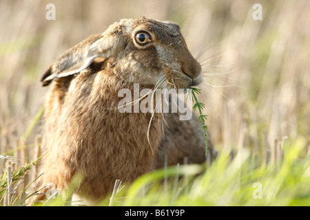 Lièvre européen ou brun (Lepus europaeus) alimentation, Foehr, Schleswig-Holstein, Allemagne, Europe Banque D'Images