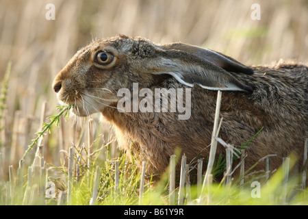 Lièvre européen ou brun (Lepus europaeus) alimentation, Foehr, Schleswig-Holstein, Allemagne, Europe Banque D'Images