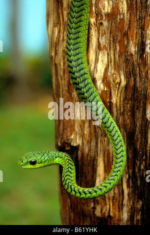 Boomslang (Dispholidus typus). Sa morsure peut tuer une personne Banque D'Images