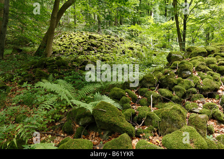 Pierres couvertes de mousse, champ de blocs de basalte à Mettermich, près de Schondra Rhoen, Basse Franconie, Bavière, Allemagne, Europe Banque D'Images