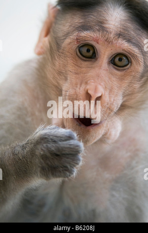 Macaca radiata. Portrait d'un jeune singe macaque bonnet à la surprise. L'Andhra Pradesh, Inde Banque D'Images