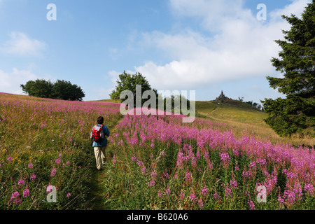 Femme avec un sac à dos sur un sentier, à gauche et droite ou Rosebay Willowherb Épilobe à feuilles étroites (Epilobium angustifolium), dans le bac Banque D'Images