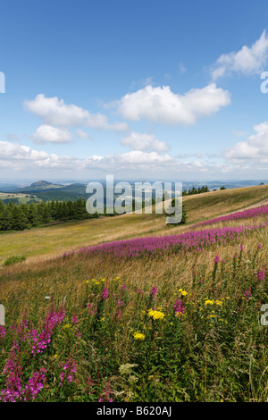 Vue depuis le plateau Wasserkuppe, lookin nord-ouest, avec les fleurs roses de l'Épilobe ou Rosebay Willowherb (Epilobium angust Banque D'Images