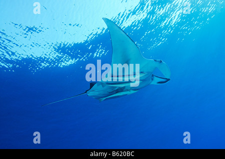 Manta birostris Echeneis naucrates Manta Ray avec suckerfish, Mer Rouge Banque D'Images