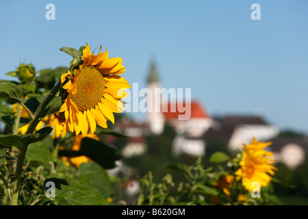 Tournesols en face de Andechs Abbaye, Fuenfseenland, Upper Bavaria, Germany, Europe Banque D'Images