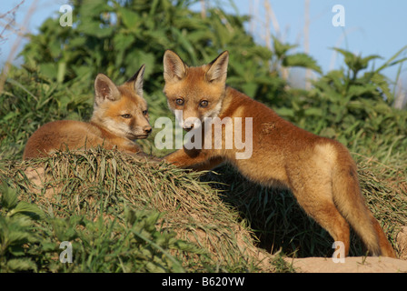 Le renard roux (Vulpes vulpes) Banque D'Images