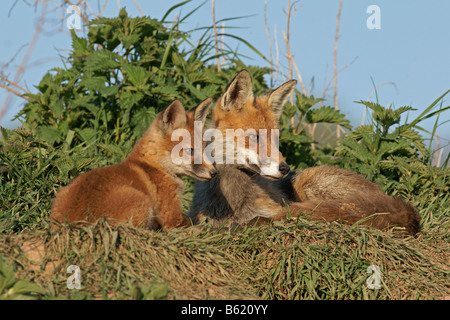 Le renard roux (Vulpes vulpes) Banque D'Images