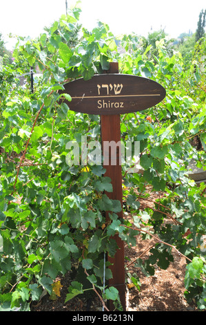 Israël basse Galilée Tabor Winery Shiraz raisins sur une vigne Août 2008 Banque D'Images