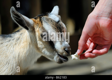Les jeunes chèvre domestique (Capra hircus hircus) d'être nourris à la main Banque D'Images