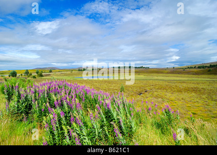 Fireweed ou Rosebay Willowherb (Epilobium angustifolium) dans un paysage herbeux, Ecosse, Grande-Bretagne, Europe Banque D'Images