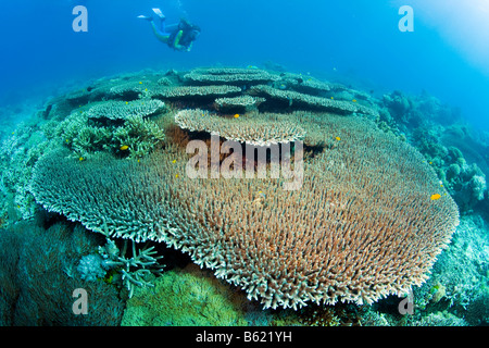 Natation plongeur dans un récif de corail Acropora hyacinthus ci-dessus (Acropora hyacinthus), Coral, Indonésie, Asie du Sud Est Banque D'Images