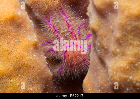 L'accroupissement poilue ou Rose Homard Homard Lauriea siagiani (squat), ne vit que sur le baril (éponges Xestospongia), l'Indonésie, l'EAS Banque D'Images