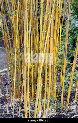 PHYLLOSTACHYS AUREOSULCATA SPECTABILIS AGM Banque D'Images