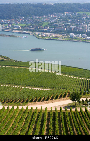 Vue depuis le monument Niederwalddenkmal sur les vignobles à Bingen, Hesse, Germany, Europe Banque D'Images