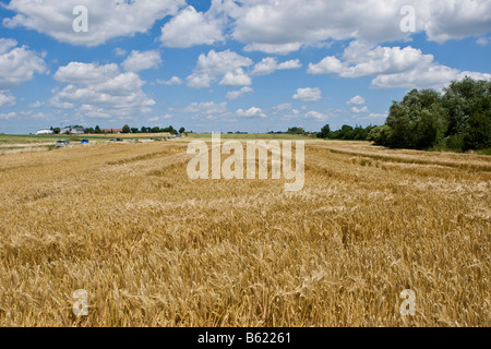 Venu de l'orge (Hordeum vulgare), du grain sur le sol après la tempête et la pluie, Wetterau, Hesse, Allemagne Banque D'Images