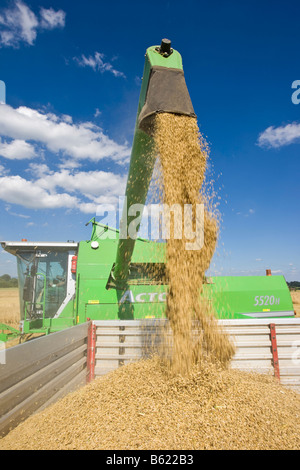 Chargement d'orge récoltée harvester combiné dans une remorque, Wetterau, Hesse, Allemagne Banque D'Images