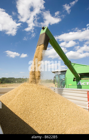 Chargement d'orge récoltée harvester combiné dans une remorque, Wetterau, Hesse, Allemagne Banque D'Images