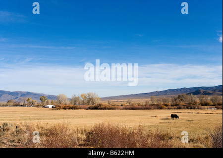 Ferme de bétail à l'automne, High Sierra sur nous 395 juste au sud du Nevada, Californie Banque D'Images