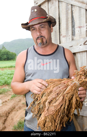 Man holding cubaine de tabac séché à l'avant d'une maison de séchage de tabac, Cohiba, Vinales, Cuba, Caraïbes Banque D'Images