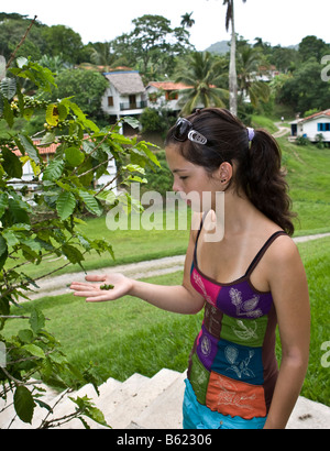 Jeune femme inspectant le fruit d'une usine de café, de banjos del San Juan, de Cuba, des Caraïbes Banque D'Images
