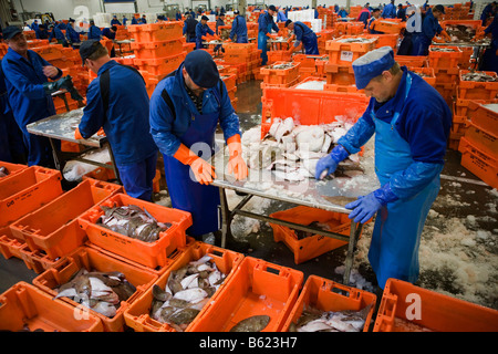 Holland Flevo Urk Fish Auction Banque D'Images