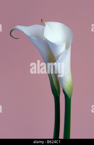 Zantedeschia (zantedeschia), deux fleurs blanches Banque D'Images