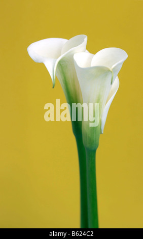 Zantedeschia (zantedeschia), deux fleurs blanches Banque D'Images